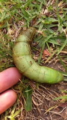 Coequosa australasiae