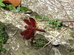 Neurothemis ramburii