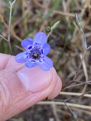 Conanthera campanulata