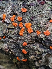 Amphilogia gyrosa
