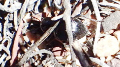 Moluris gibba