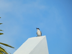 Tyrannus caudifasciatus