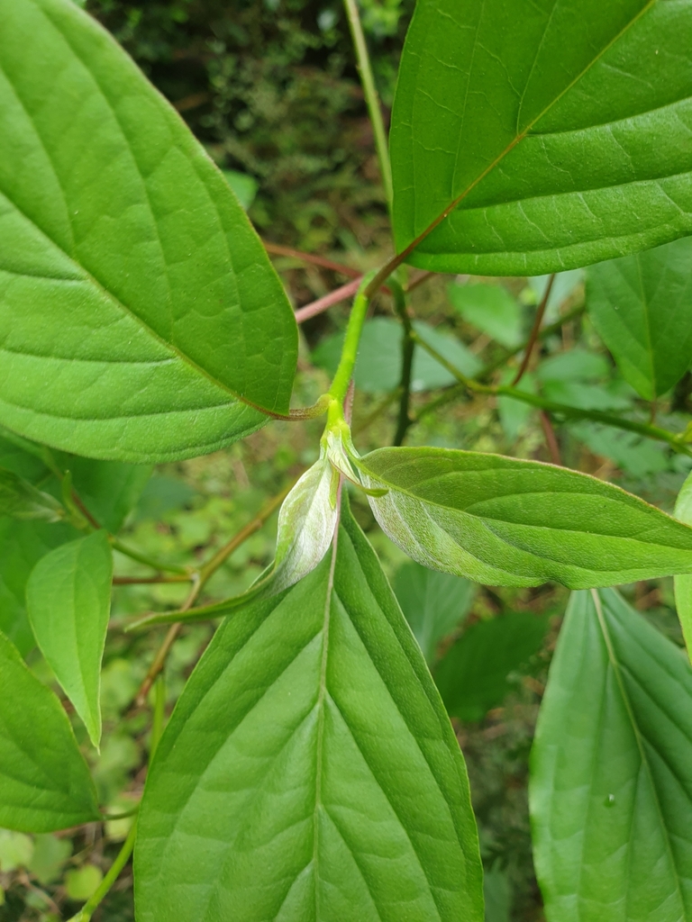 Giác mộc phân vân – Cornus controversa