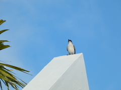 Tyrannus caudifasciatus