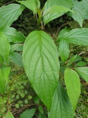 Cornus controversa