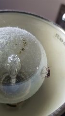 Meriphus guttatus