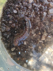 Archichauliodes diversus