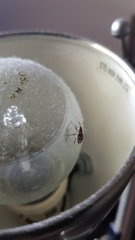 Meriphus guttatus