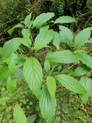 Cornus controversa