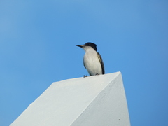 Tyrannus caudifasciatus