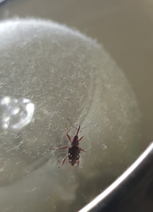 Meriphus guttatus