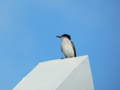 Tyrannus caudifasciatus