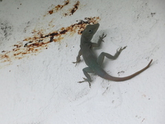 Anolis grahami