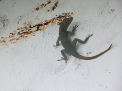 Anolis grahami