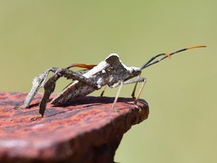 Acanthocephala alata