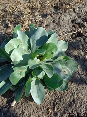Limonium cossonianum