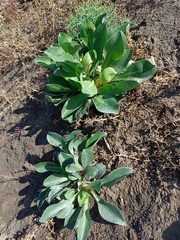 Limonium cossonianum