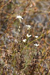 Heliophila juncea