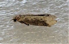 Trithamnora certella