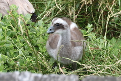 Cereopsis novaehollandiae