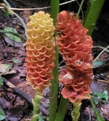 Zingiber spectabile