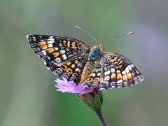 Phyciodes phaon