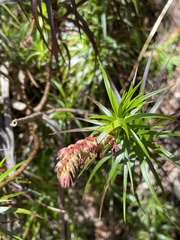 Dracophyllum secundum
