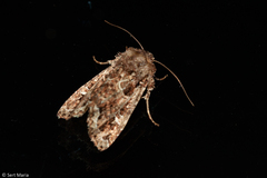 Lepidoptera