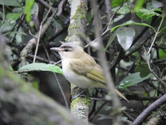Vireo chivi