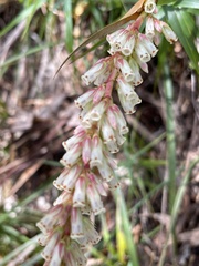 Dracophyllum secundum