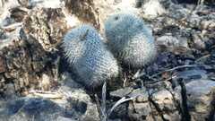 Mammillaria haageana