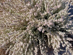 Halogeton sativus