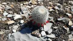 Mammillaria haageana