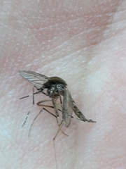 Aedes sollicitans