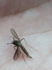 Aedes sollicitans