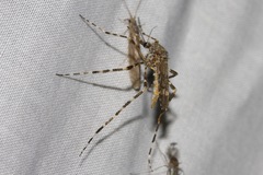 Aedes alternans
