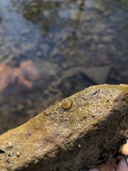 Arion intermedius