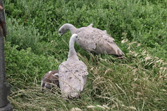 Cereopsis novaehollandiae