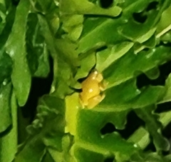 Dendropsophus microcephalus