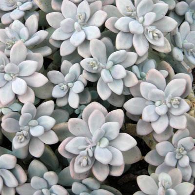 Planta de lavanda