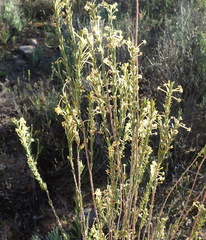 Struthiola eckloniana