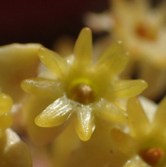 Struthiola eckloniana