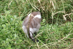 Cereopsis novaehollandiae