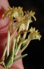 Struthiola eckloniana