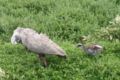 Cereopsis novaehollandiae