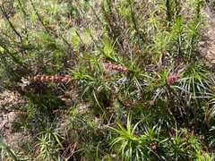 Dracophyllum secundum