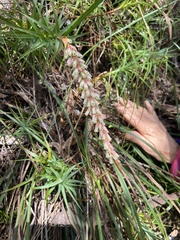 Dracophyllum secundum
