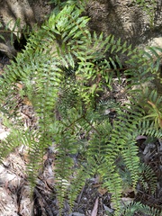 Gleichenia microphylla