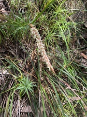 Dracophyllum secundum
