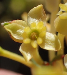 Struthiola eckloniana